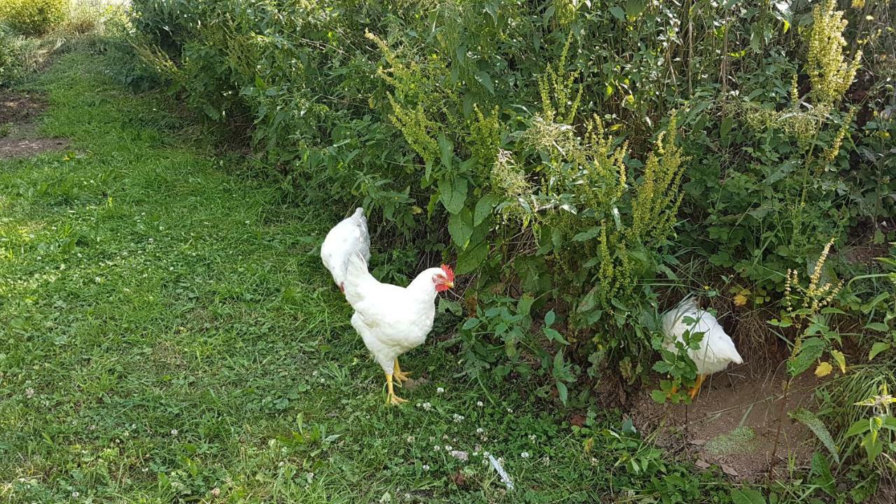 Ferienwohnung Ferrum Korbach Dış mekan fotoğraf
